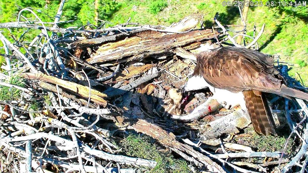 Final Grand Lake osprey egg of the summer hatches
